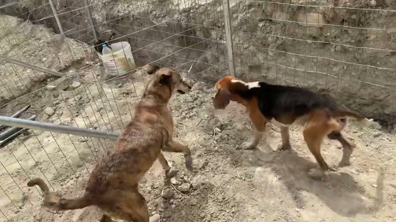 The two Hunting Dogs are Free now in My Shelter! - Takis Shelter