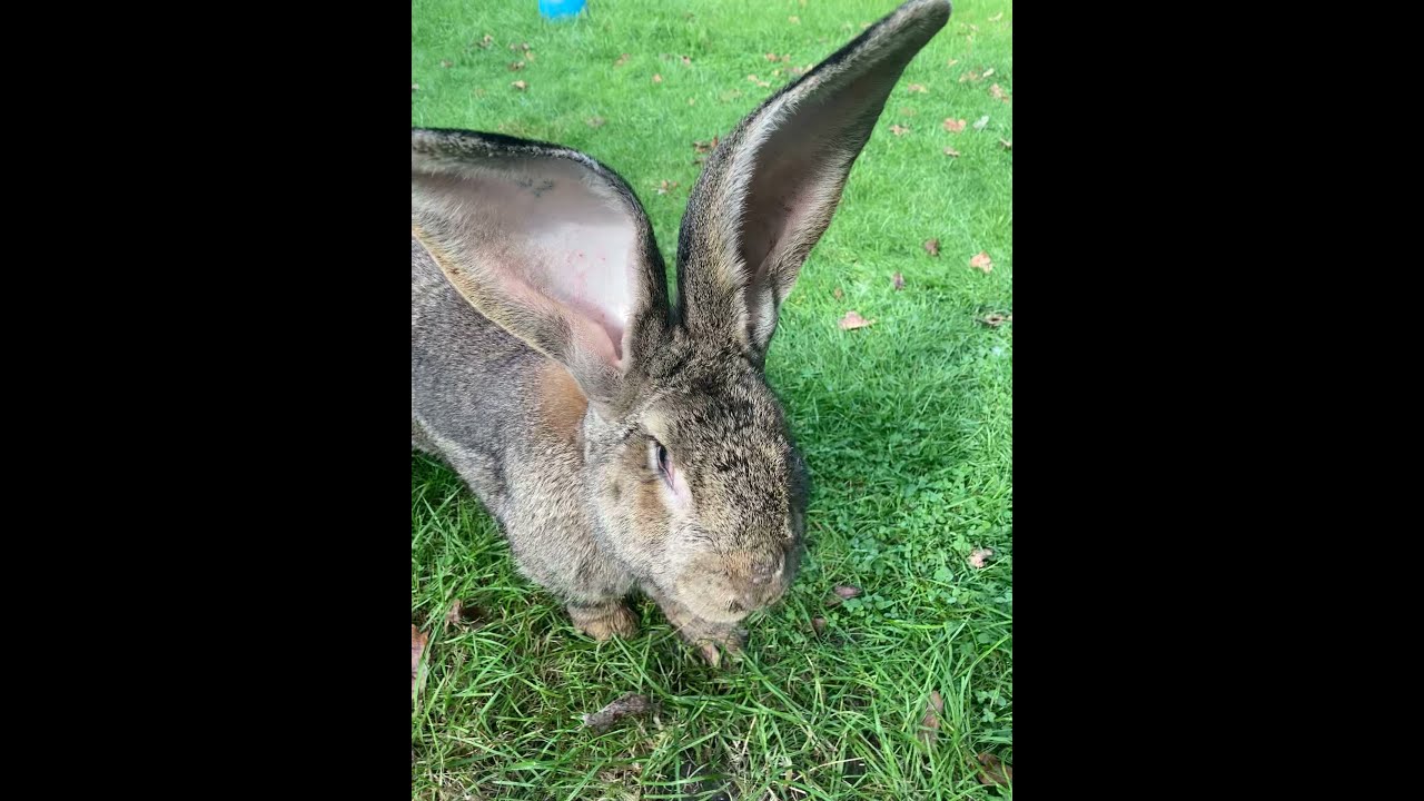 Deutscher Riese zahm (Kaninchen) Der Kaiser &hearts;️ 🐰