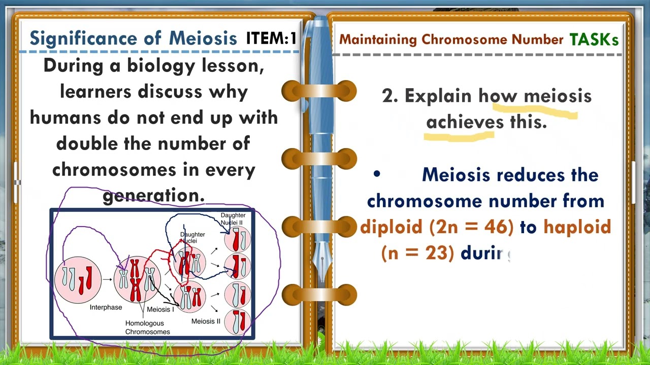 Inheritance-2-Significance of Meiotic Cell Division in Maintaining the Chromosome Number