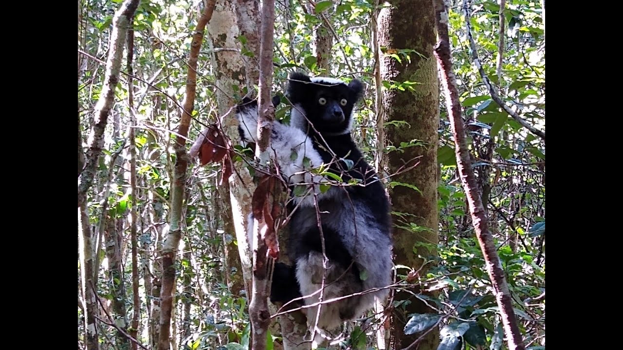 Defaunation and trophic cascading in the Anthropocene in tropical forests  - Ana Benitez-Lopez