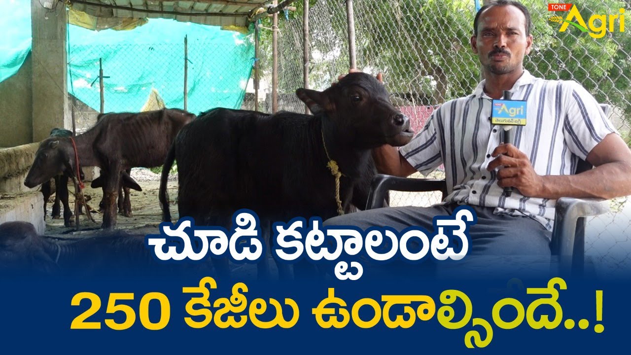 Buffalo Calf Feeding | చూడి కట్టాలంటే 250కేజీలు ఉండాల్సిందే..!! Raithu Shakti Dairy Farm | Tone Agri
