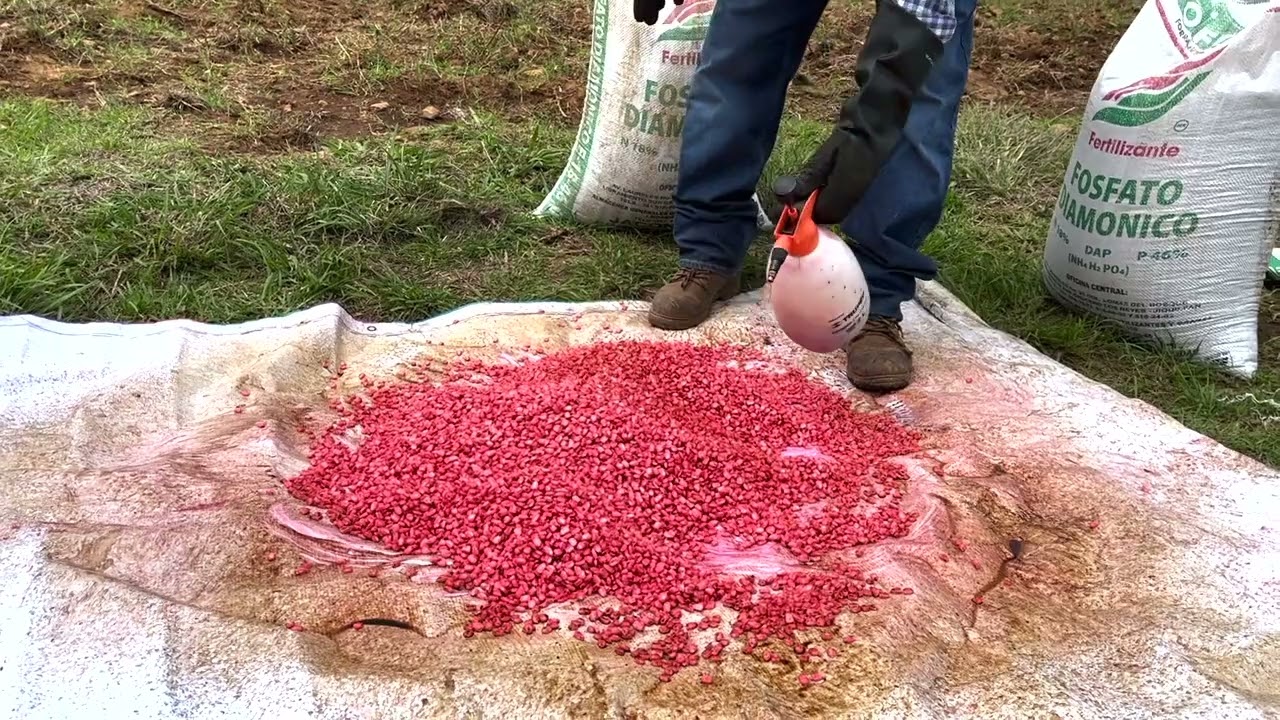 Produce más inoculando tu semilla antes de la siembra