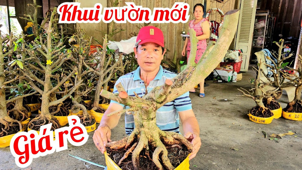 A. Minh 📲 0339417719 khui vườn mới mai giảo Thủ Đức đế Vip giá rẻ 2/3 (@MaivàngQuêdừa)