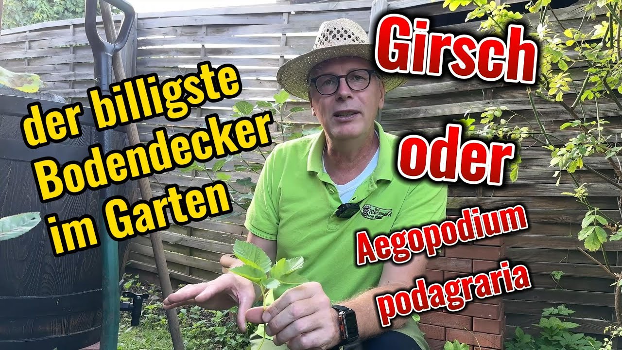 Zu viel Giersch im Garten?