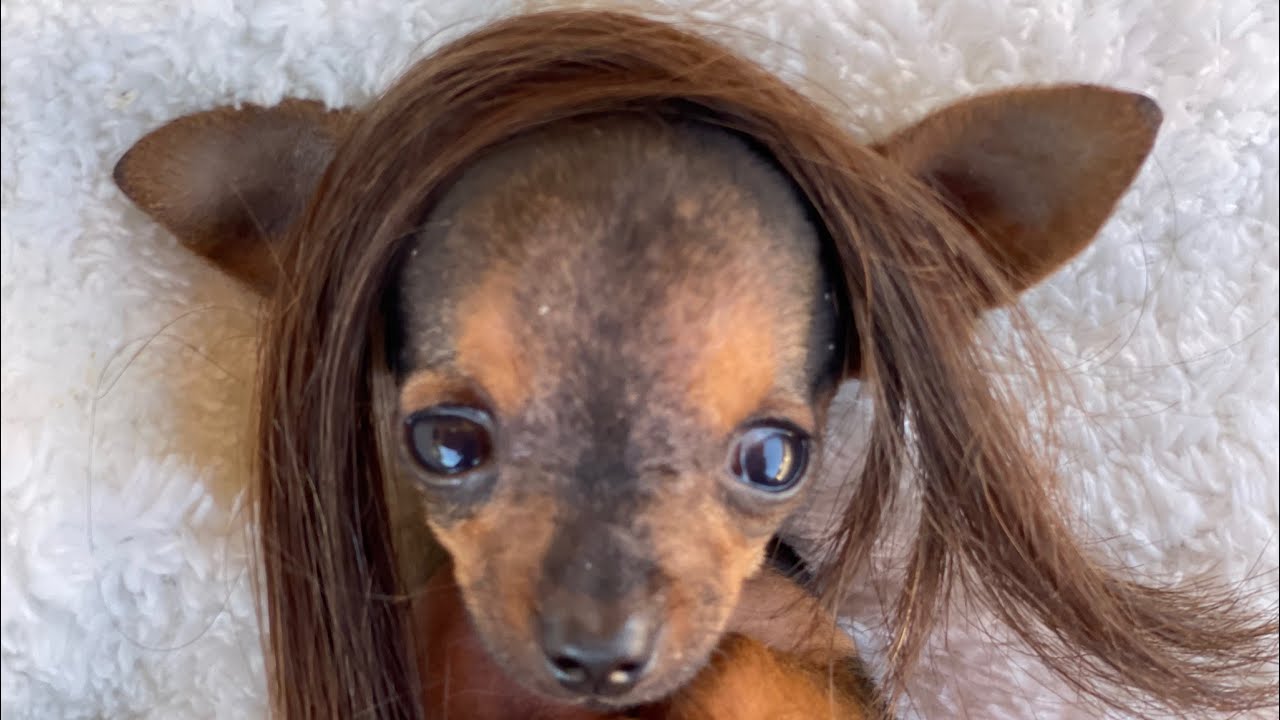 PILILIU APARECEU DE VISUAL NOVO | PINSCHER FILHOTES