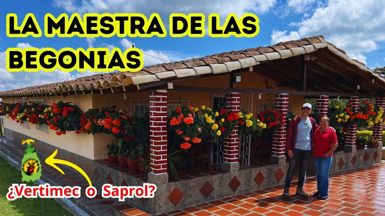 Adela REVELA el SECRETO para tener BEGONIAS, TRES tips para estas PLANTAS, mira su JARDÍN |AP