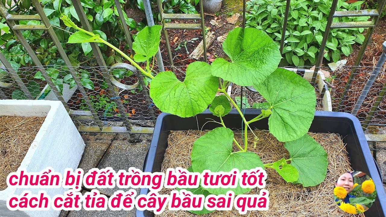 Cách chuẩn bị đất trồng bầu tươi tốt, cách cắt tỉa lần đầu để dây bầu sai quả, how to grow opo gourd