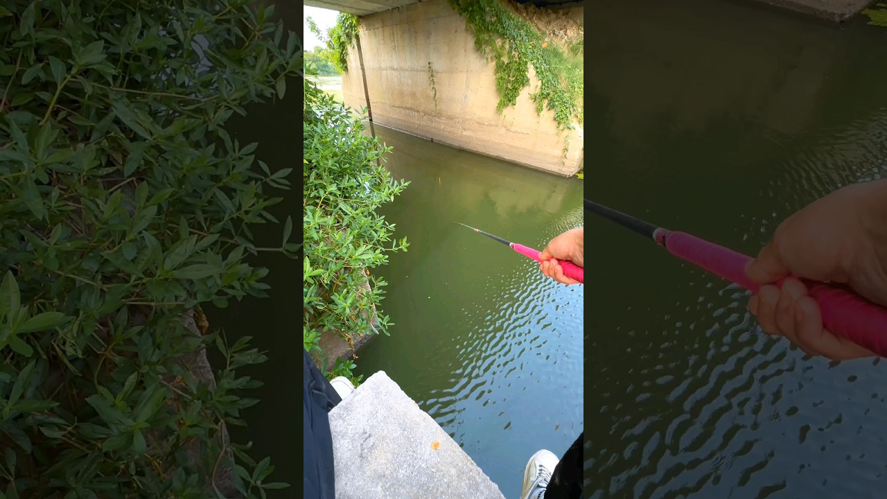 Fishing with Corn Bait 🌽। #fishing #carp