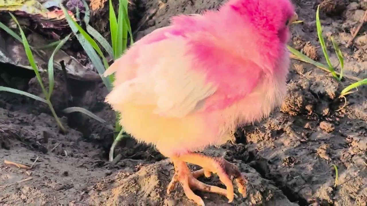 Cute Pink Chick ASMR 🐥 | Relaxing Nature Sounds | Satisfying Animal ASMR