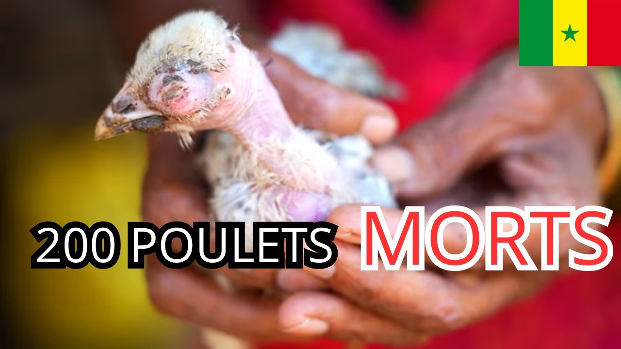 Nous avons perdu 200 poulets au Sénégal… voici l’erreur à éviter