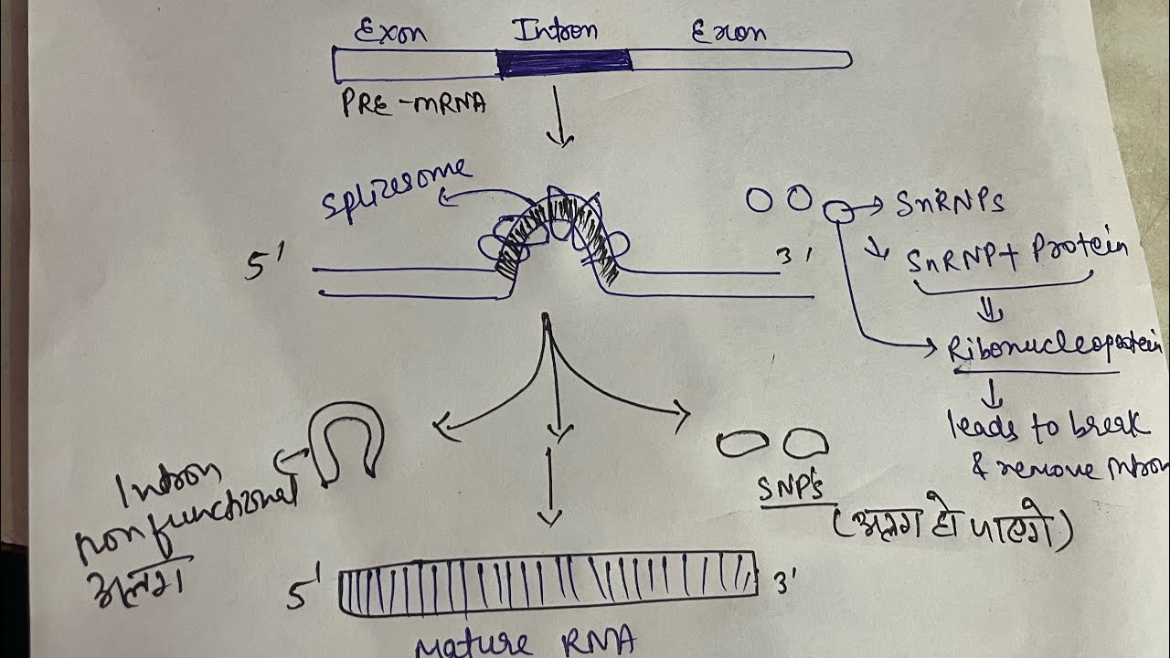 Differences between SnRNA and HnRNA