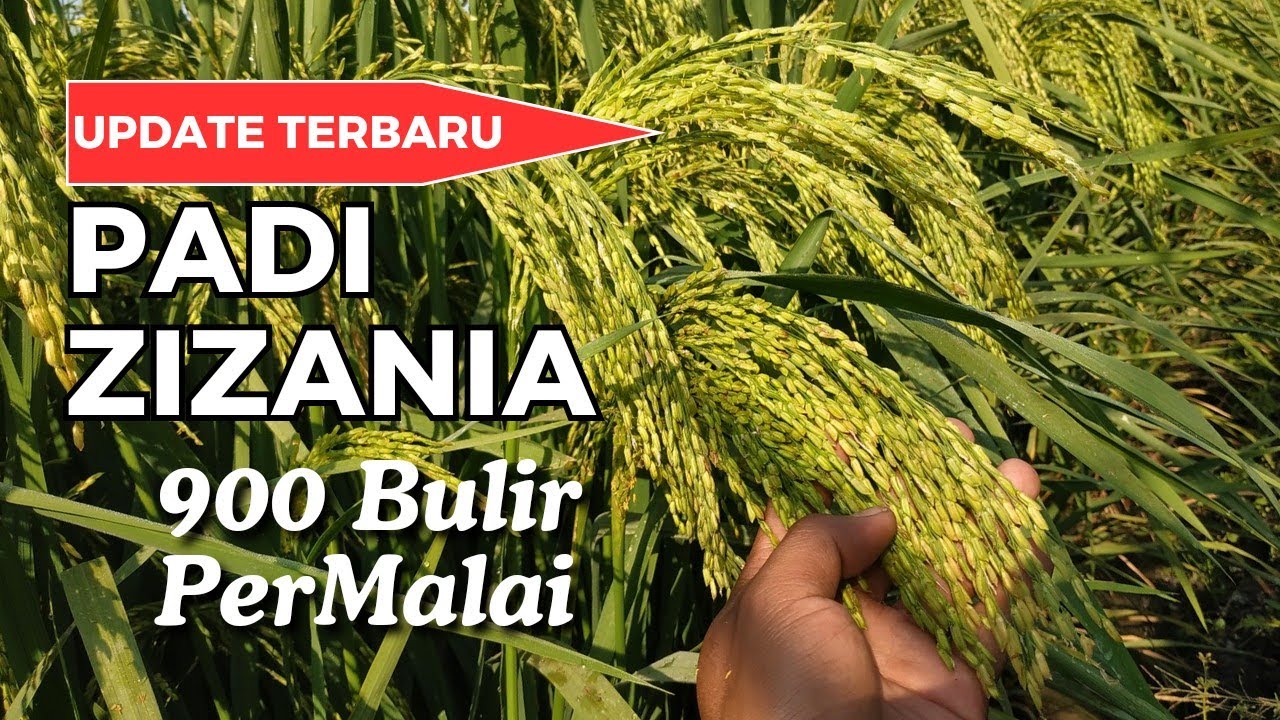 UPDATE PADI ZIZANIA, JUMLAH BULIR PERMALAI perkiraan MENCAPAI 900 BULIR.