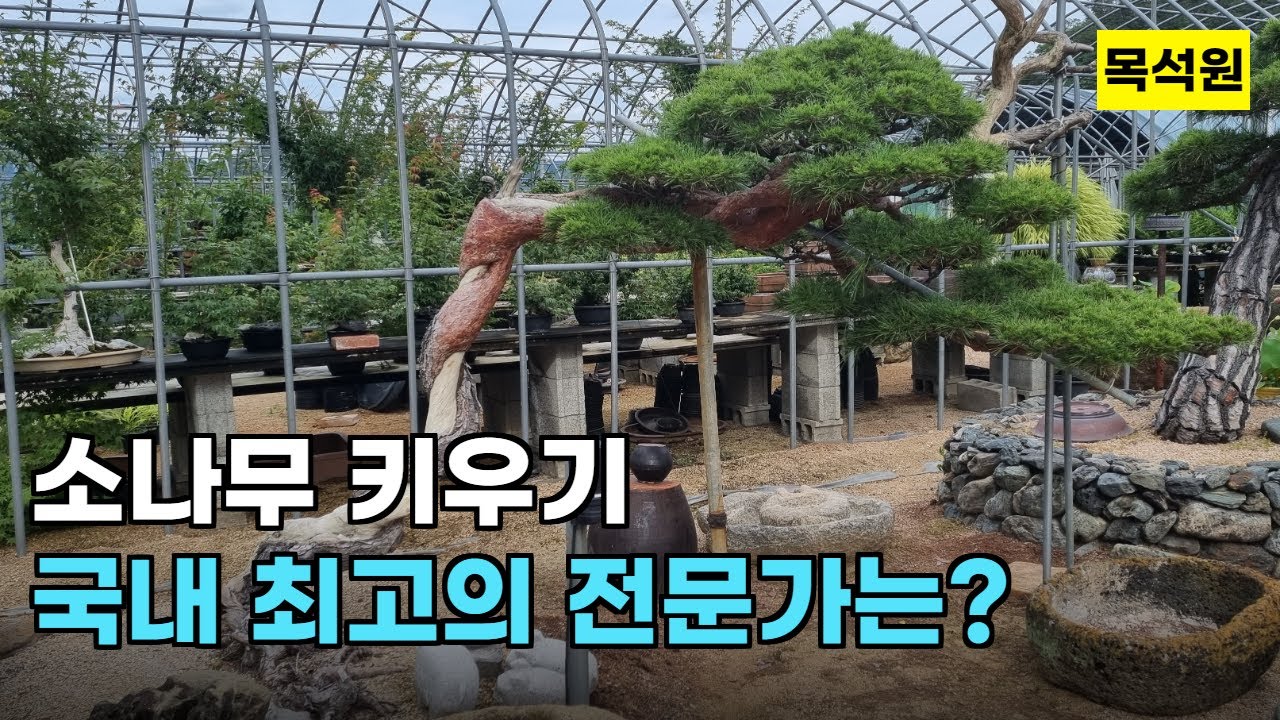 나무키우기의 달인  - 목석원 전은찬 원장 특히 소나무키우기는 국내 최고입니다.