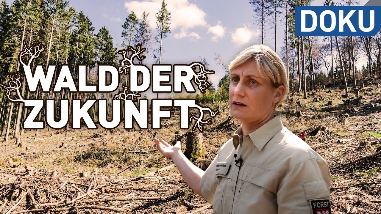 Die Zukunft des Waldes - der Wald der Zukunft | doku