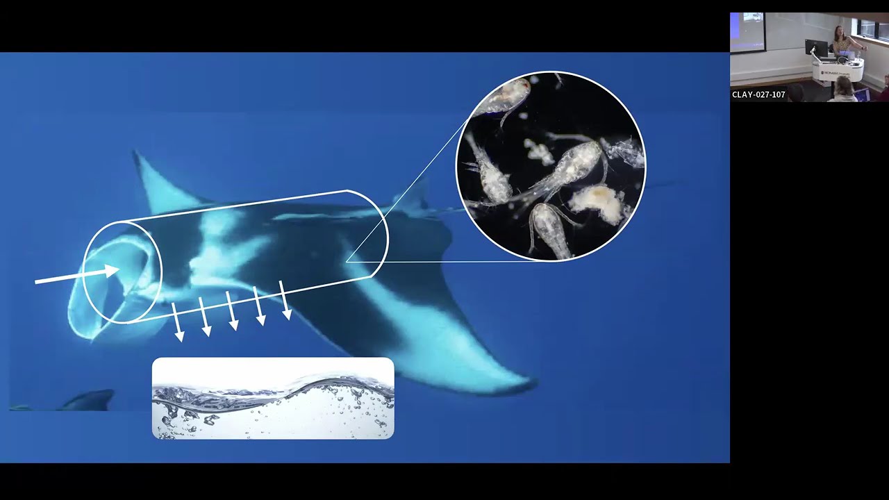 Fluid mechanics and filtration inspired by the manta ray