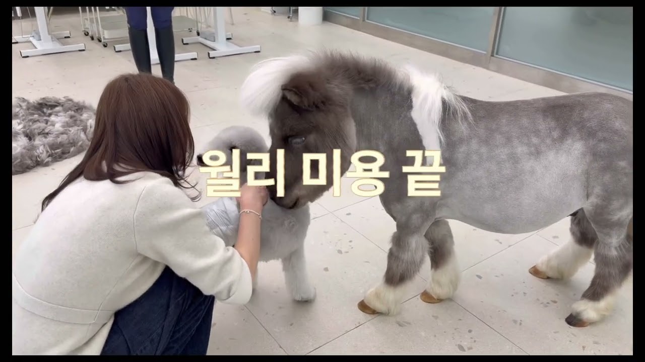 강아지 미용사가 말을 맡으면 생기는 일