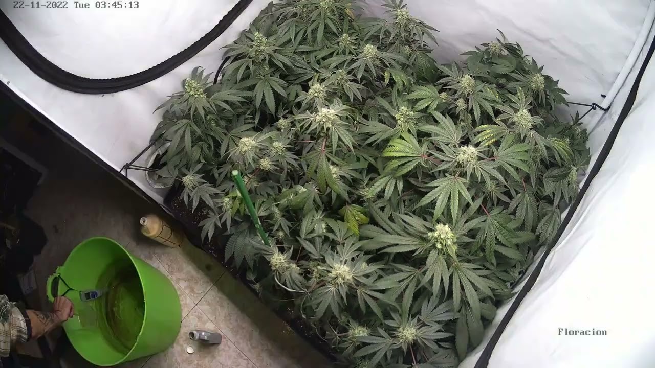 Timelapse Gorilla Fast & Kmintz Rancho Relaxo