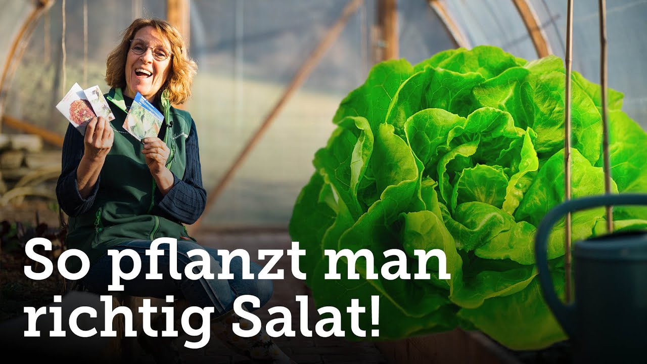 Den eigenen Salat säen und pflanzen: Tipps und Tricks dazu! 🥬