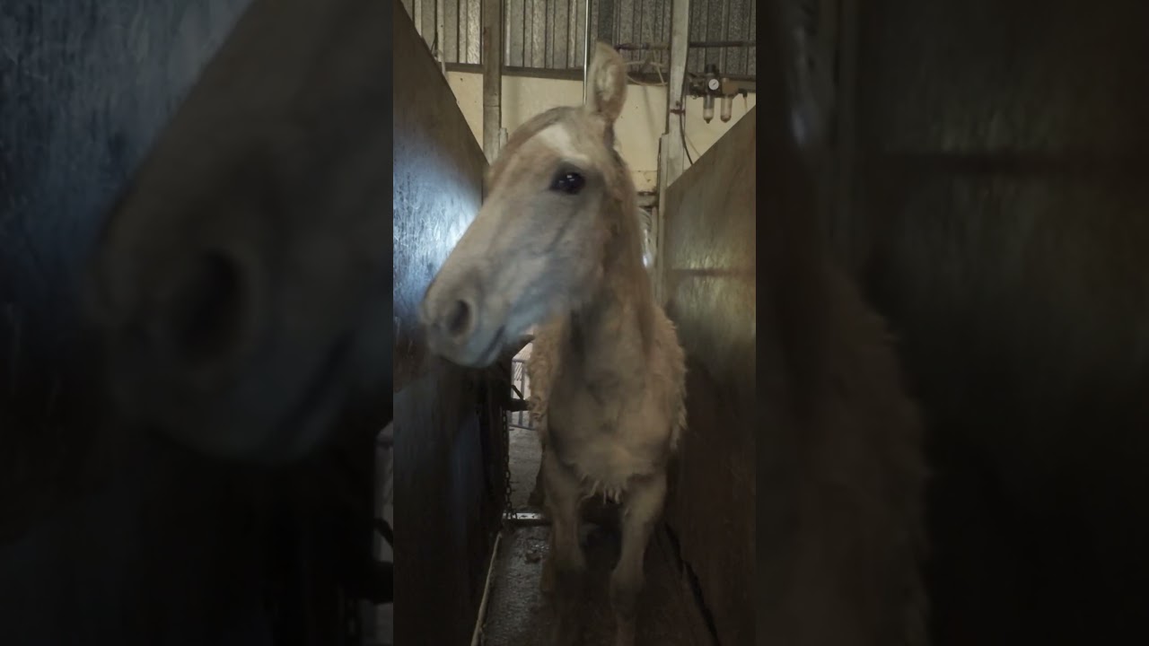 La REALIDAD de un MATADERO de CABALLOS en ESPA&Ntilde;A | Nueva investigaci&oacute;n de Igualdad Animal