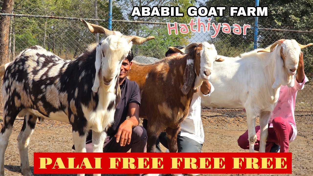 ABABIL GOAT FARM FREE PALAI TILL EID | GUJARAT | OPEN RATE 
