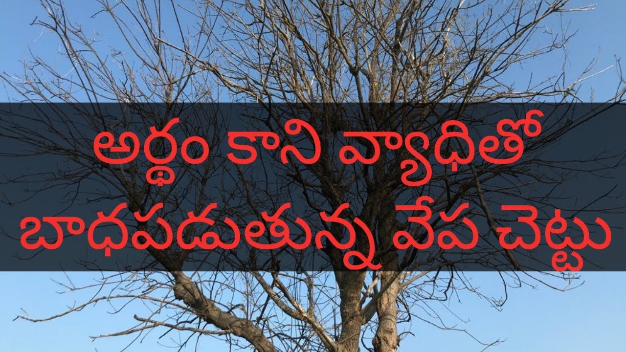 dieback disease for neem tree