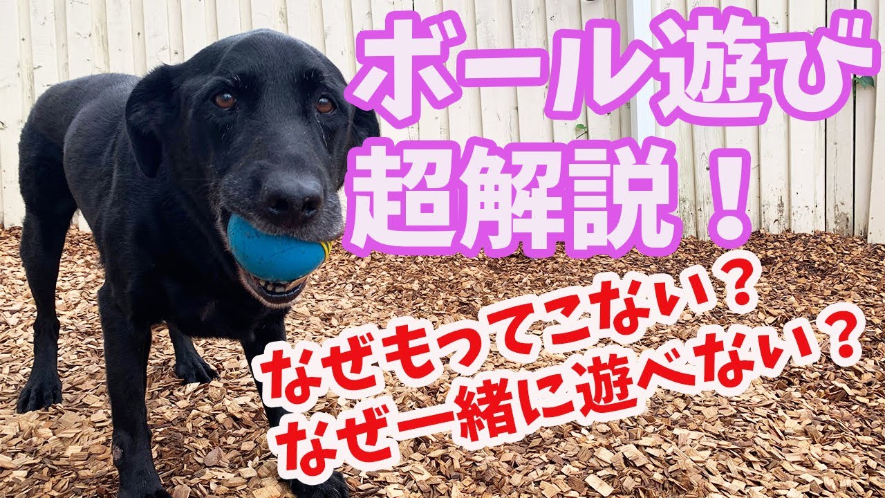 愛犬との遊びを使ってしつけが出来る！上手に遊んでストレス解消も♪～犬のしつけ幼稚園＠神戸～byかずま先生