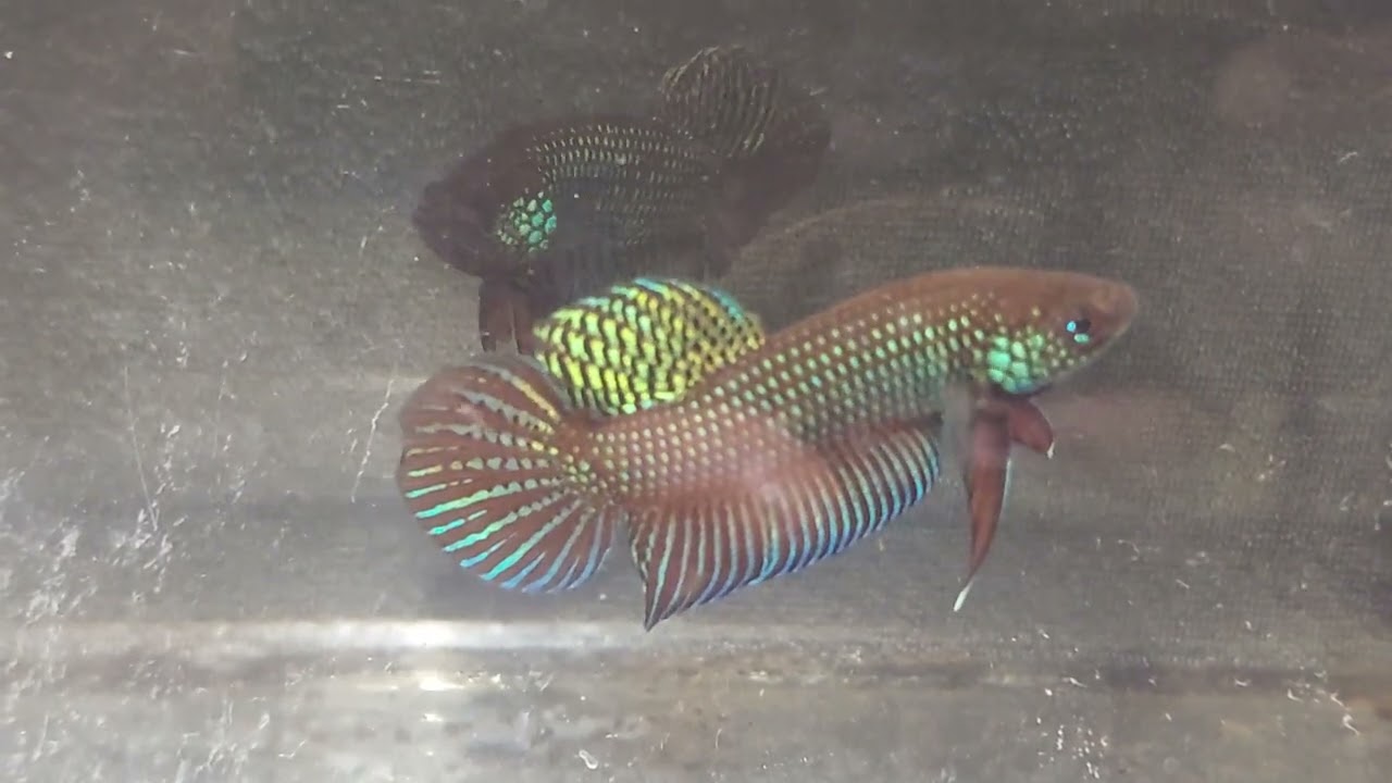 The Rare and Beautiful Wild Betta Stiktos