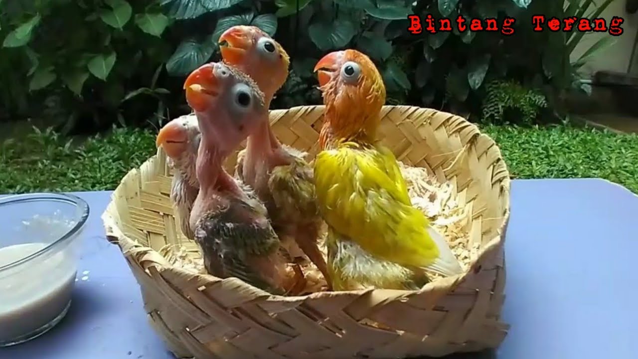 MELOLOH ANAKAN LOVEBIRD TANPA SPET I RESPONNYA CAKEP