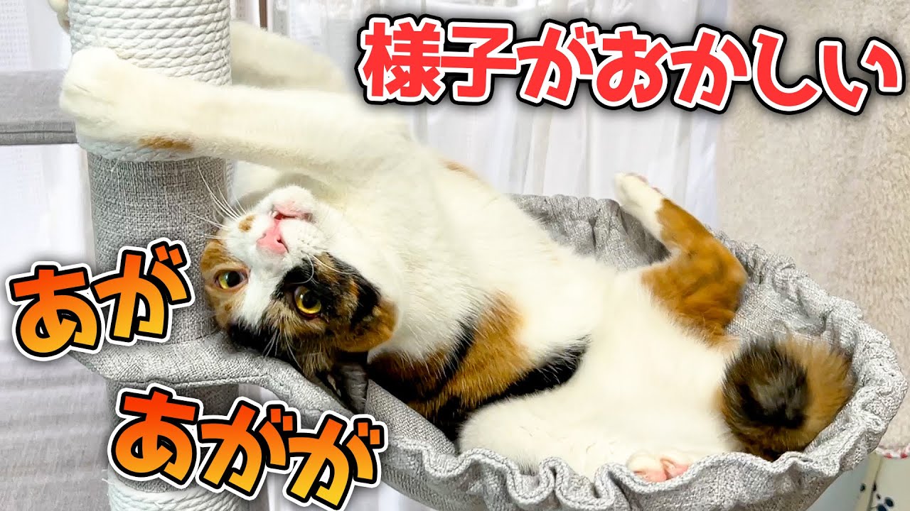 初めての実家に緊張してた三毛猫の様子がおかしくなってしまいました…