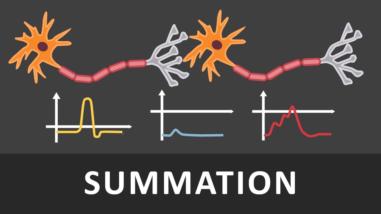 R&auml;umliche und zeitliche Summation einfach erkl&auml;rt | Verrechnung von Potentialen