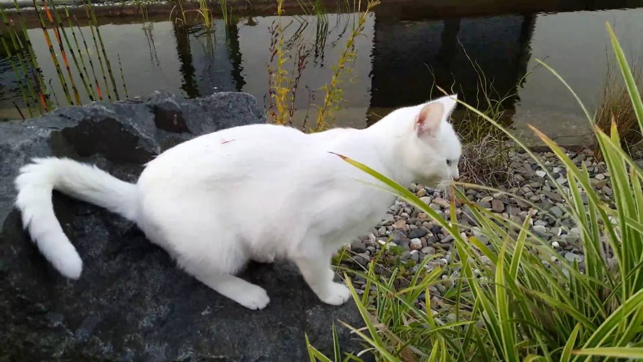 Snowi im Garten