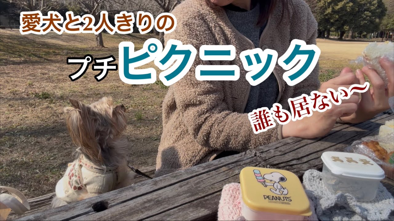 【ヨーキー】ストレス発散がてら、公園でプチピクニック。ヨーキーのみーたん