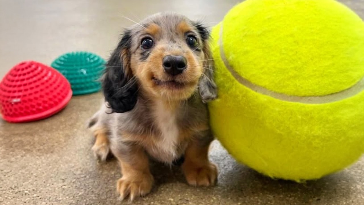 30 Minutes of the World's CUTEST Puppies! 🐶💕 Top Funny DOG Videos Ever!
