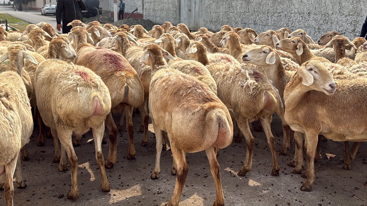 350-ta AVGON SOVLUQLAR QOYLAR KELDI SHOSHILING ENDI 😱😱