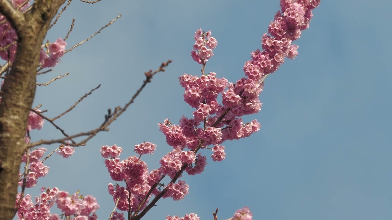 須崎市 桑田山 雪割桜の里