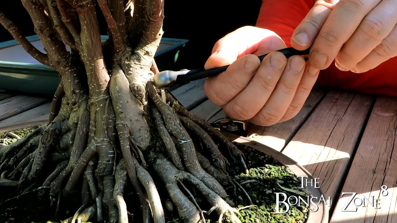 Root Detailing My Ficus microcarpa, Part 2, The Bonsai Zone, June 2021