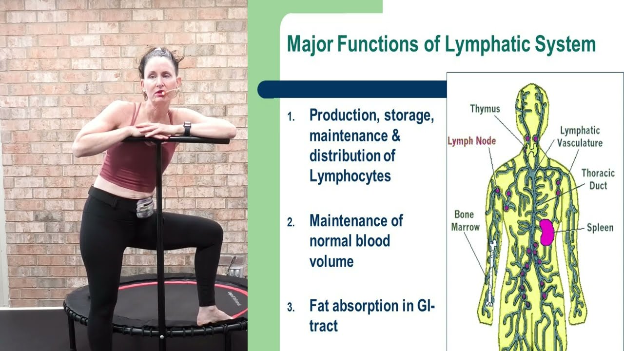 The Lymphatic System: What Is It & How Does Rebounding Help?