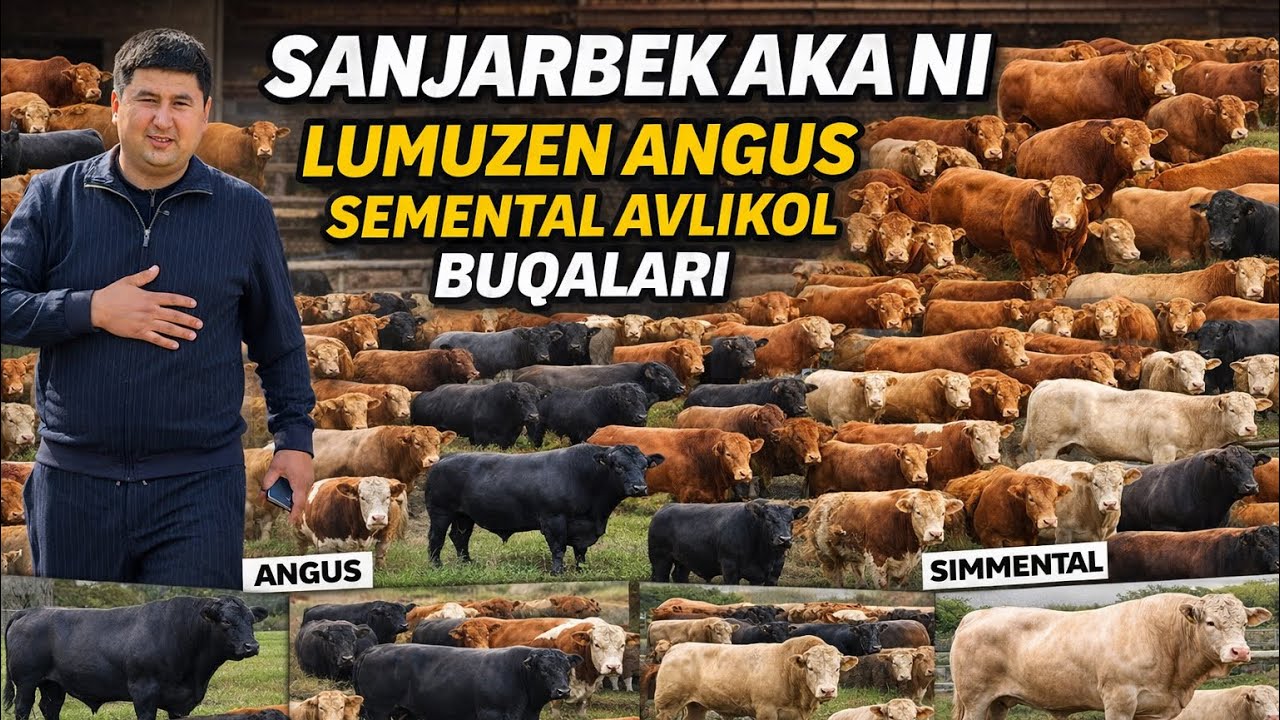 SANJARBEK AKANI LUMUZEN ANGUS SEMENTALL AVLIKOL BUQALARNI JUDA ARZON QO’YDI