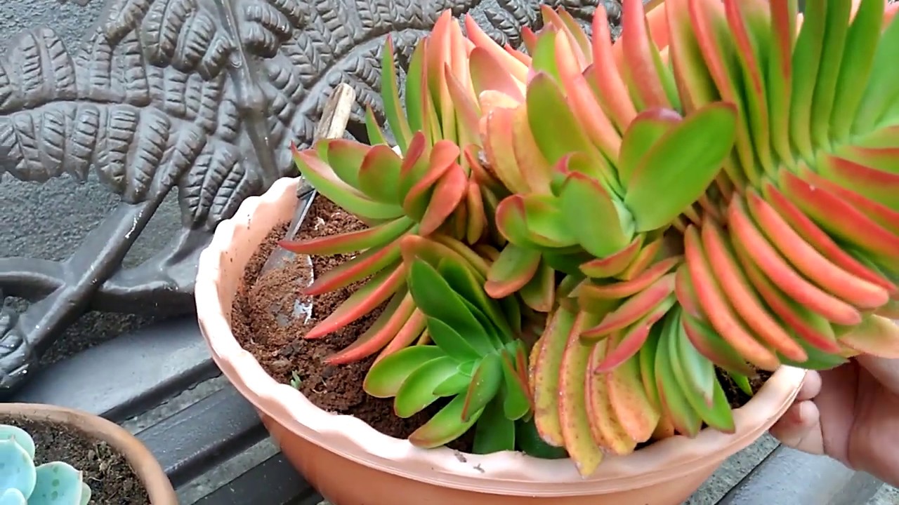 Meu #JARDIM  e como adubo minhas #SUCULENTAS #Dicasdecultivo
