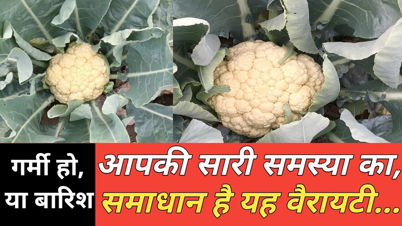 गर्मी हो या बरसात! 1522 से सफेद फूल की गारंटी / Best cauliflower variety for summer & rainy season