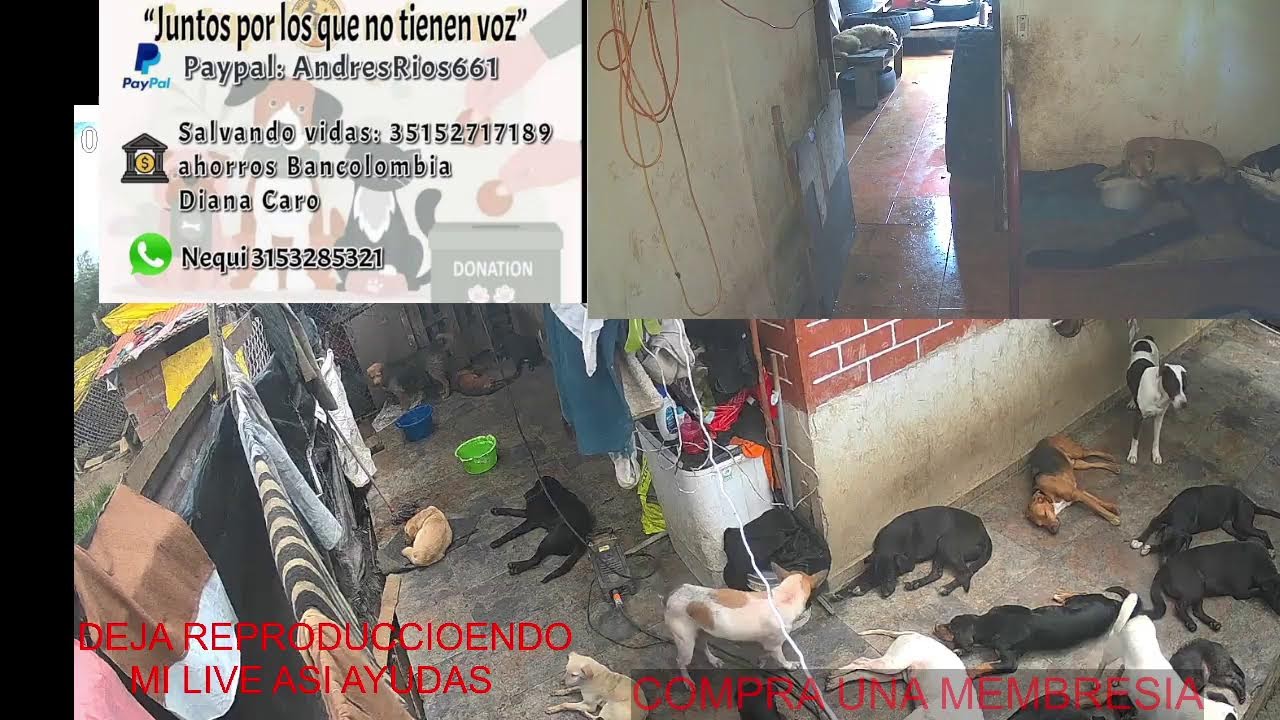 Transmisión en vivo de moto huellitas