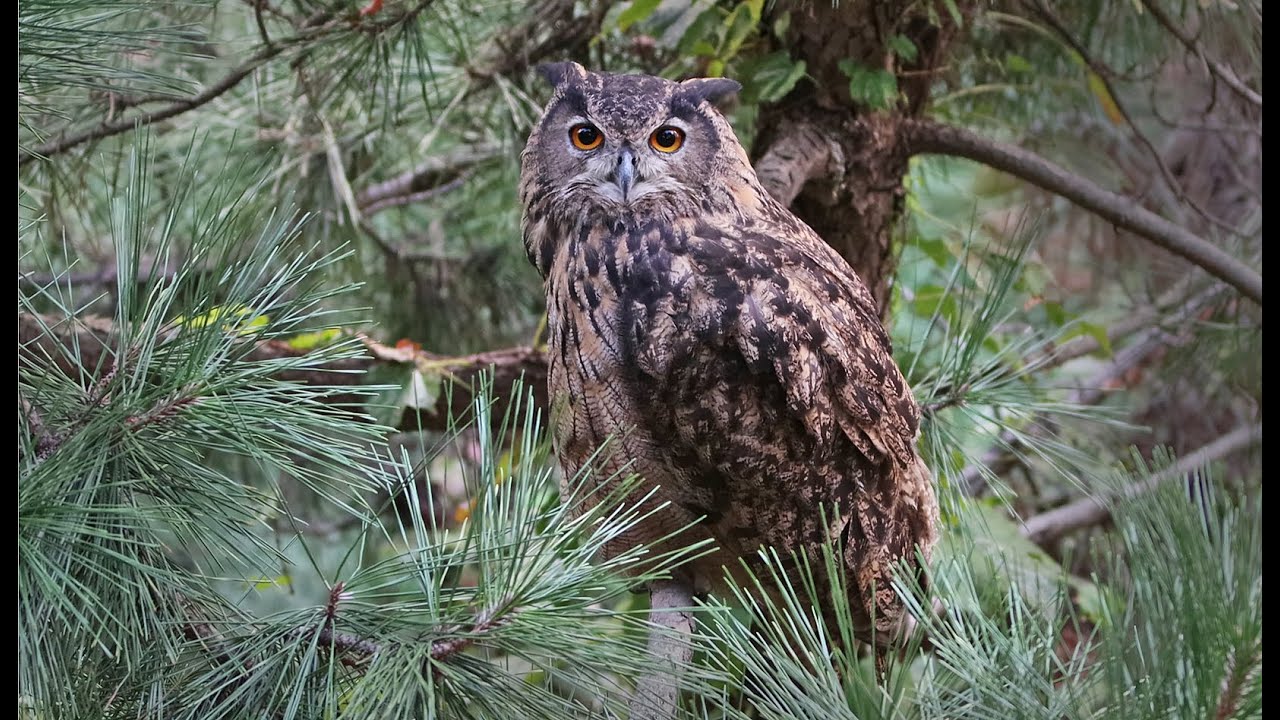 Eagle owl 수리부엉이