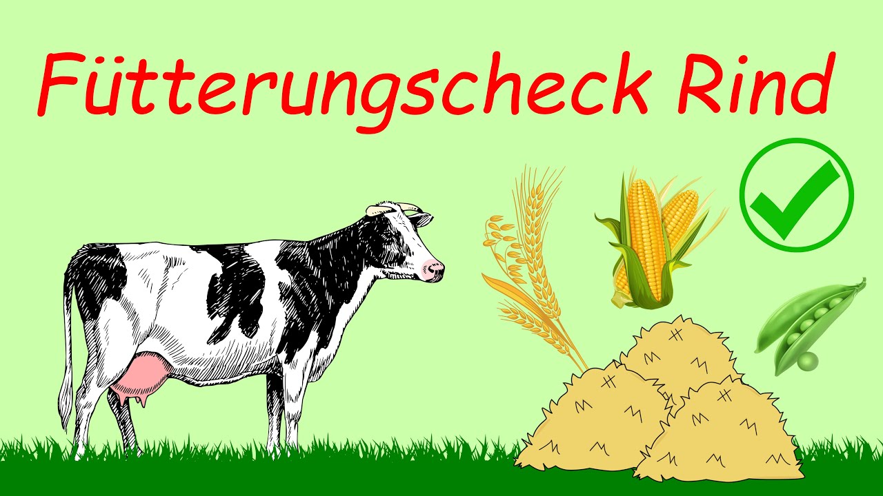Fütterungscheck bei Wiederkäuerfütterung | Podcast | Kules zum Kauen