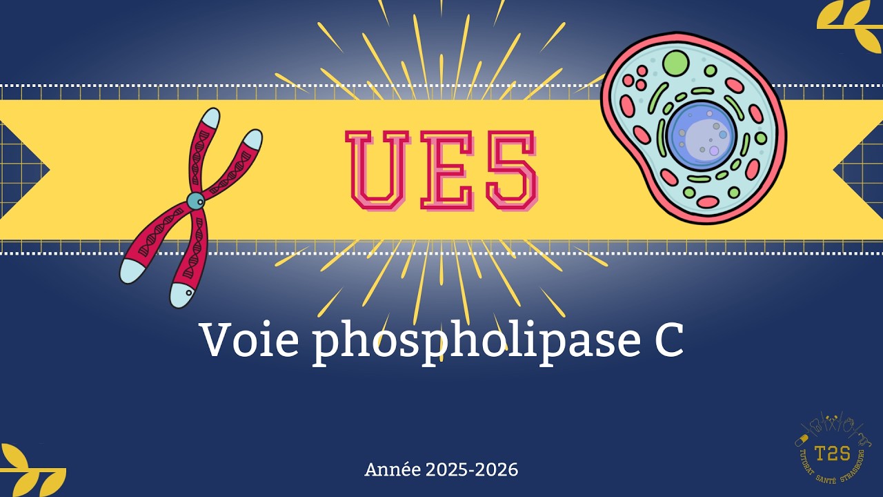UE5 - Communication cellulaire - voie phospholipase C