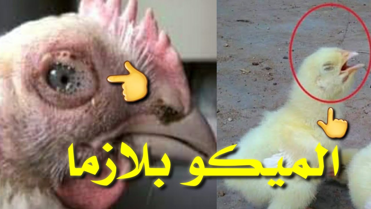 (الميكوبلازما) اعراضه /علاجه/علامة الميكوبلازما بالتشريح/ اعراضه الظاهره في الكتاكيت والفراخ البيضاء