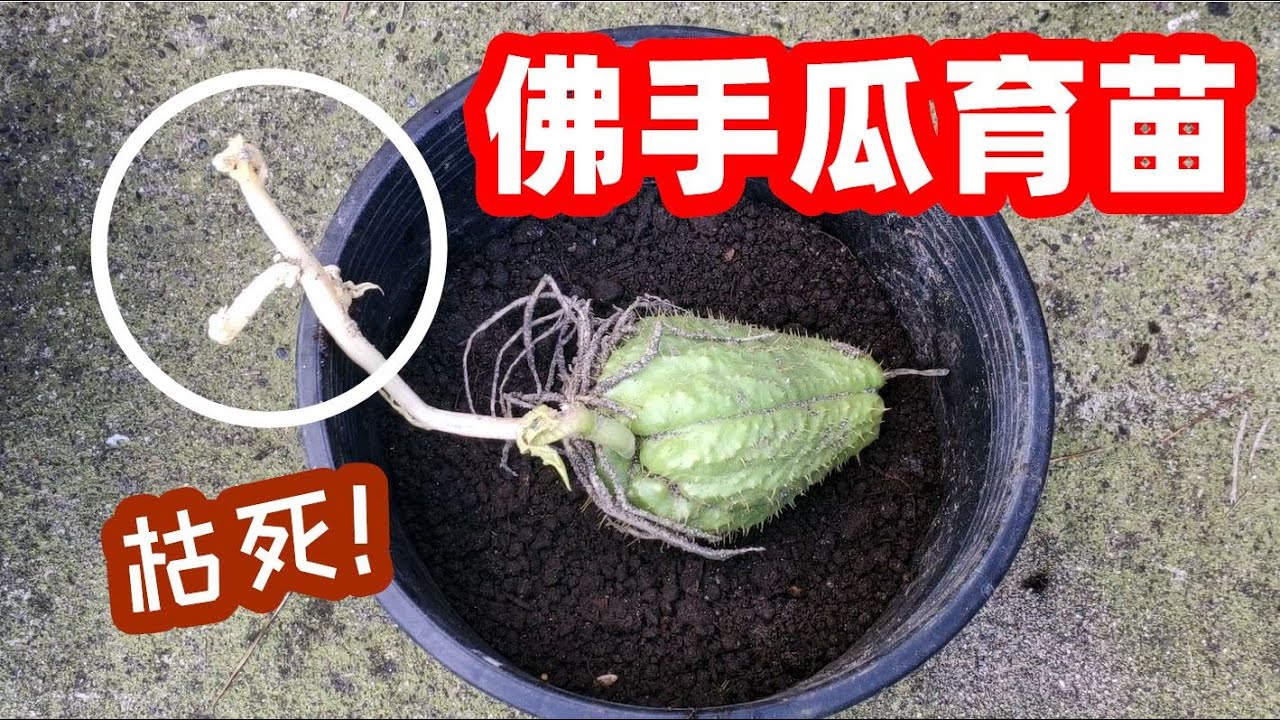 佛手瓜如何留種？/ 我这样为佛手瓜留种：留一颗活一颗
