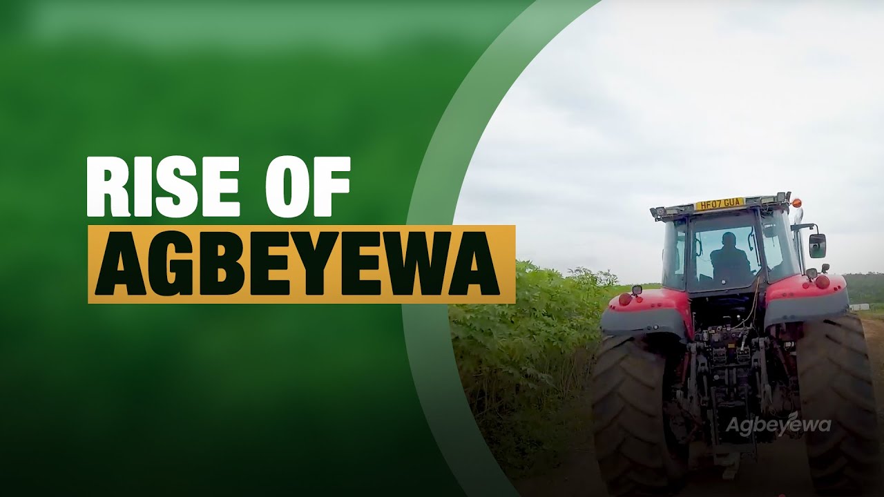 Inside Agbeyewa’s Rise to Africa’s Largest Cassava Farm