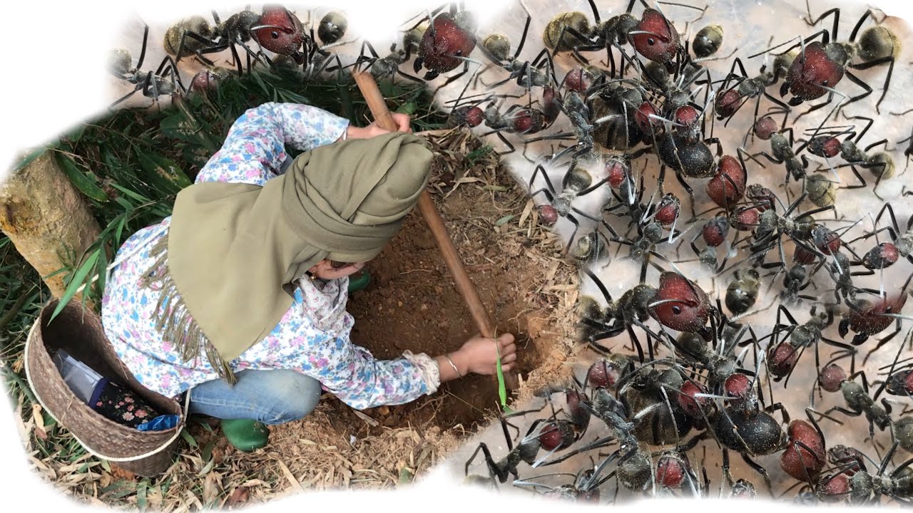 Hành Trình Đào Một Tổ Camponotus Singularis! ( Ant Hunting )