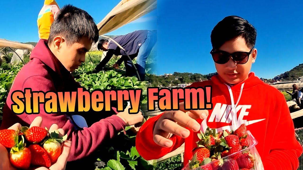 Part 108 Magkakapatid Lumalaban Sa Hamon Ng Buhay | First Time! Strawberry Picking Super Enjoy!