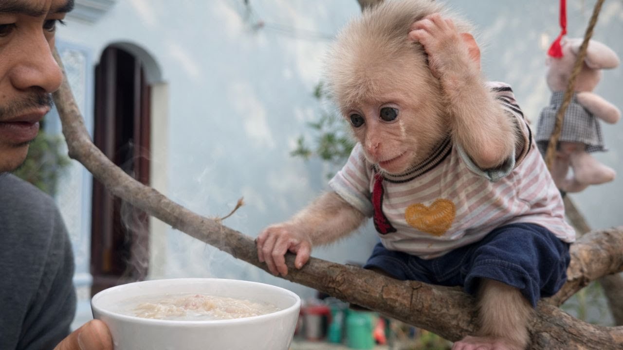 Is Monkey Baba or Dad Minh Sick That They’re Cooking Porridge? Should We Be Worried?
